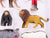 G 1/22.5 Scale LGB 50270 Trainer w/ Circus Animals Figures 7-Piece Set
