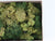 Multi-Scale Tru-Scale Scenic Surroundings No. 601 Premium Norwegian Liken